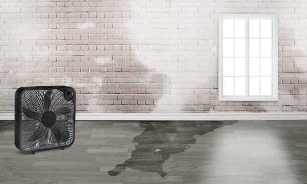 Best Carpet water damage restoration  in Stockton, KS